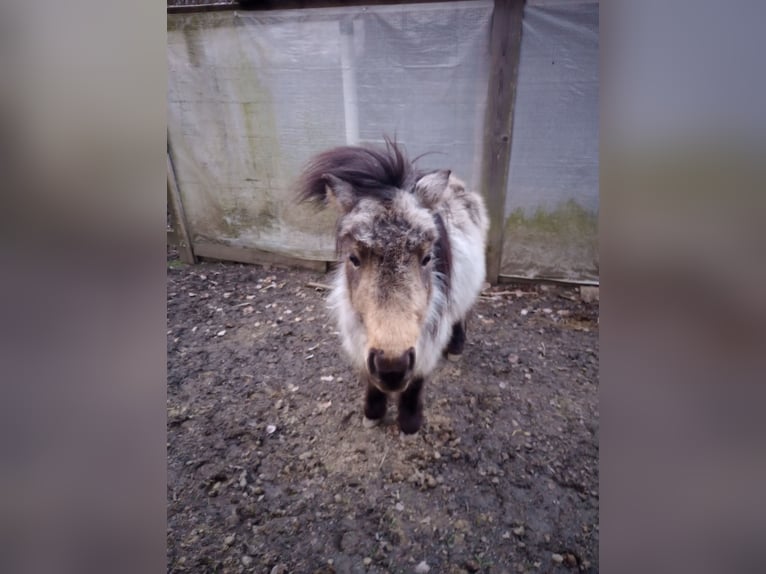 Shetland Ponies Stallion 4 years 10,1 hh Buckskin in Pleystein