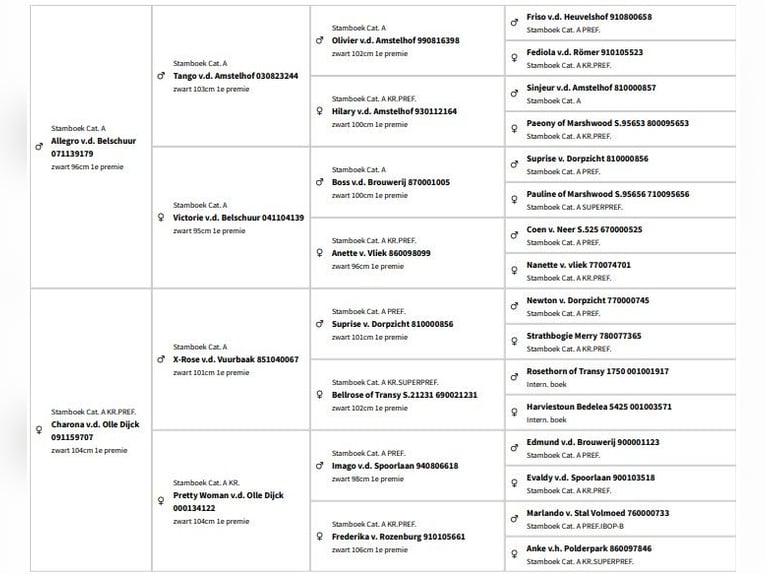 Shetland Ponies Stallion 4 years 10 hh Black in Bodegraven