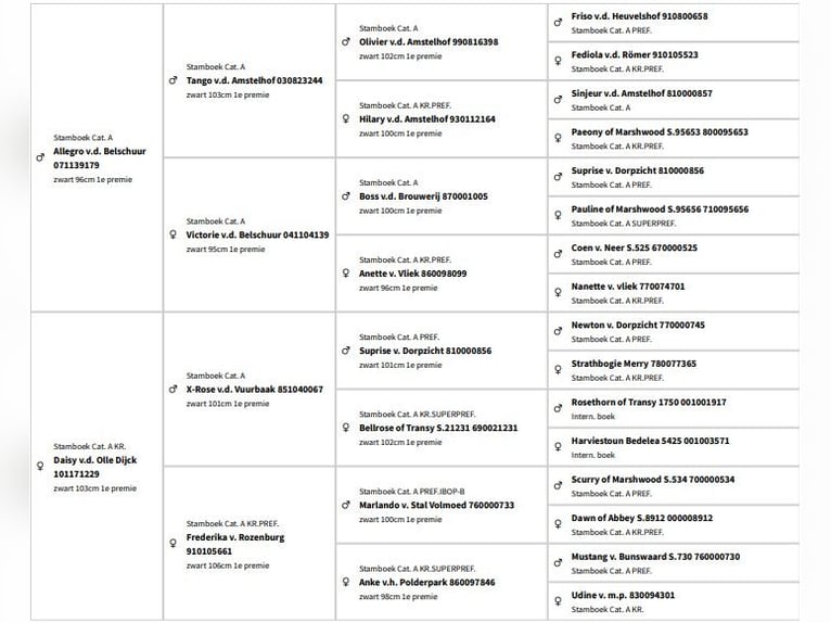 Shetland Ponies Stallion 4 years 10 hh Black in Bodegraven