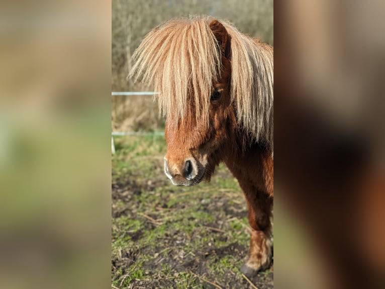 Shetland Ponies Stallion 4 years 6,3 hh Chestnut-Red in Flintbek