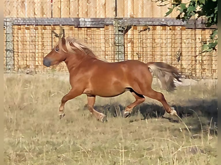 Shetland Ponies Stallion 4 years 7.3 hh Chestnut-Red in Geseke