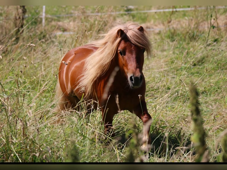 Shetland Ponies Stallion 4 years 7.3 hh Chestnut-Red in Geseke