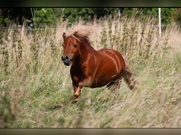 Shetland Ponies Stallion 4 years 7.3 hh Chestnut-Red in Geseke