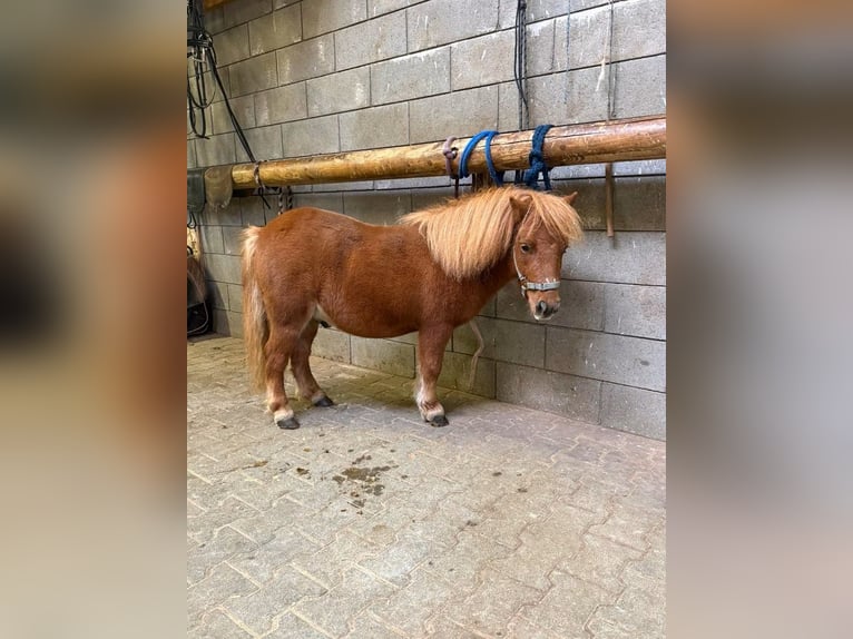 Shetland Ponies Stallion 4 years 8.1 hh  in Daleiden