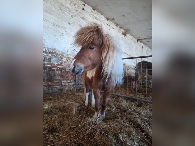 Shetland Ponies Stallion 4 years 8.2 hh Pinto in Gräfinau-Angstedt
