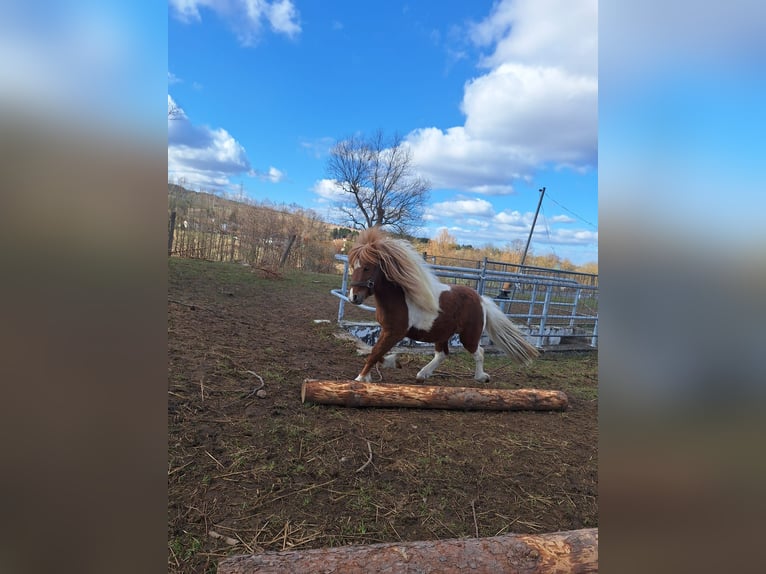 Shetland Ponies Stallion 4 years 8,2 hh Pinto in Gräfinau-Angstedt