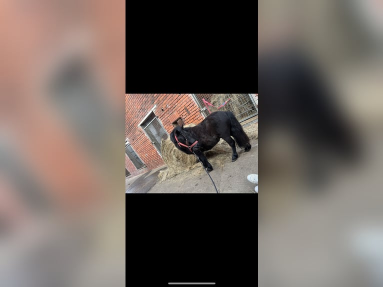 Shetland Ponies Stallion 4 years 8,3 hh Black in Gro&#xDF; Ippener