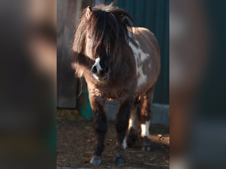 Shetland Ponies Stallion 4 years 9.1 hh Tobiano-all-colors in Schwarzenbach am Wald
