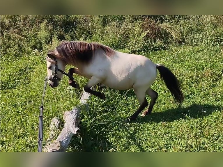 Shetland Ponies Stallion 4 years 9.2 hh Buckskin in Issum