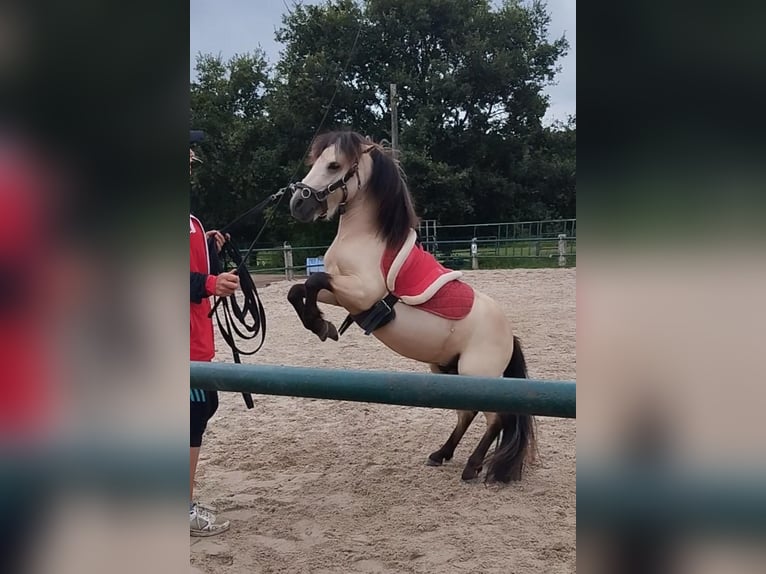 Shetland Ponies Stallion 4 years 9.2 hh Buckskin in Issum