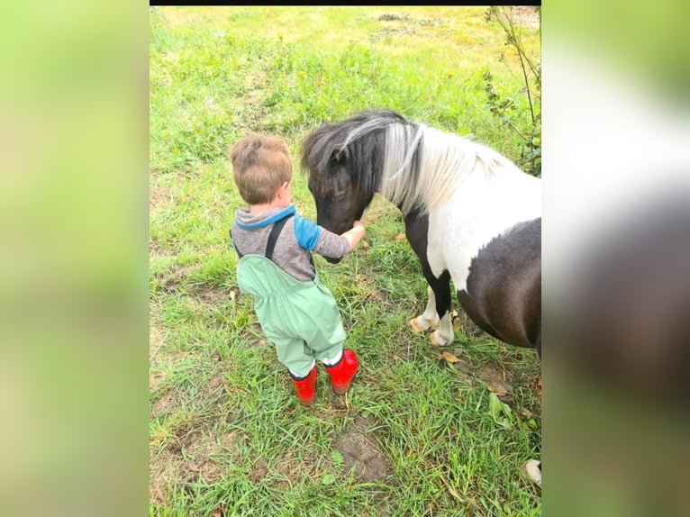 Shetland Ponies Stallion 4 years 9.2 hh Pinto in Andervenne