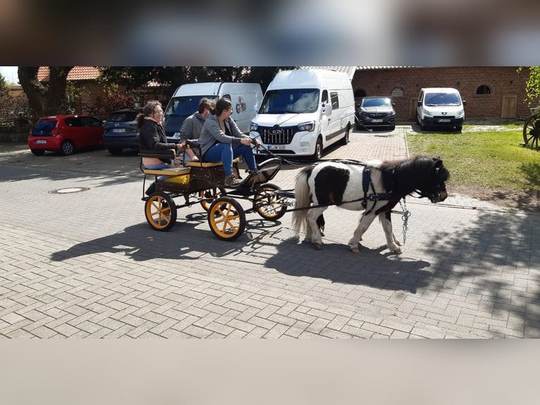 Shetland Ponies Stallion 4 years 9.2 hh Pinto in Andervenne