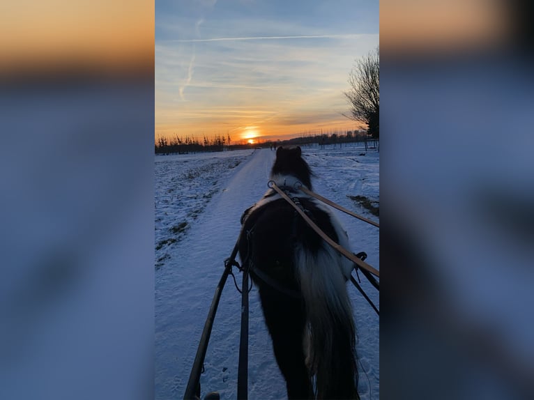 Shetland Ponies Stallion 4 years 9,2 hh Pinto in Nettetal