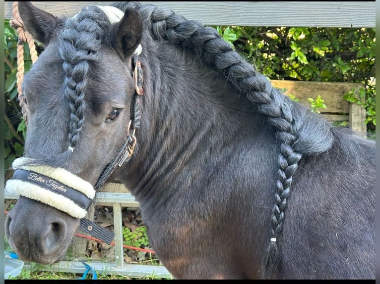 Shetland Ponies Stallion 4 years Black in Bornheim