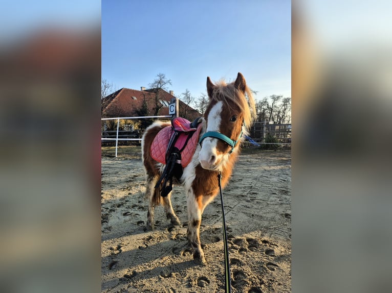 Shetland Ponies Stallion 5 years 10,1 hh Pinto in Mold