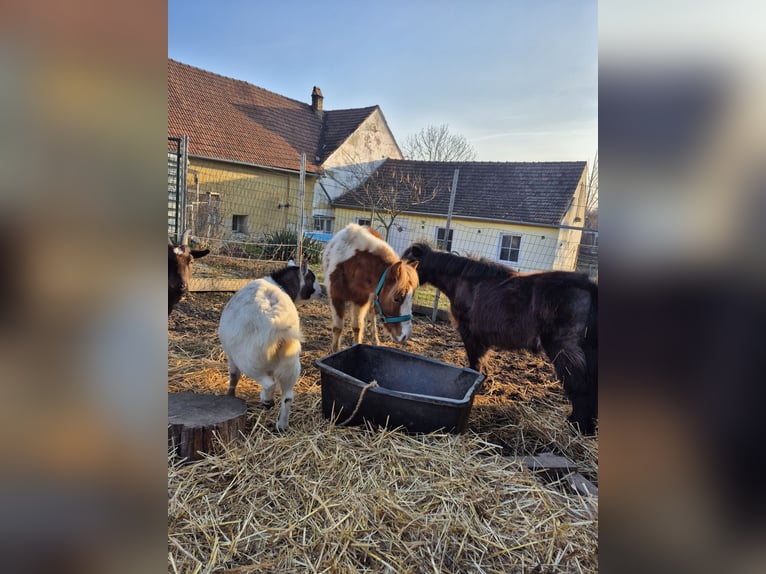 Shetland Ponies Stallion 5 years 10,1 hh Pinto in Mold