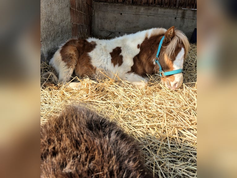 Shetland Ponies Stallion 5 years 10,1 hh Pinto in Mold