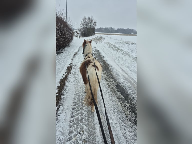 Shetland Ponies Stallion 5 years 10,1 hh Pinto in Mold