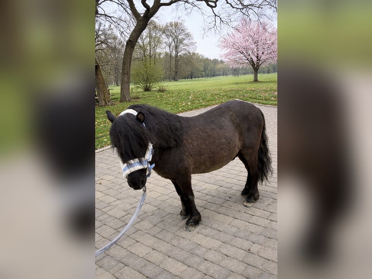 Shetland Ponies Stallion 5 years 10,1 hh Smoky-Black in Holste