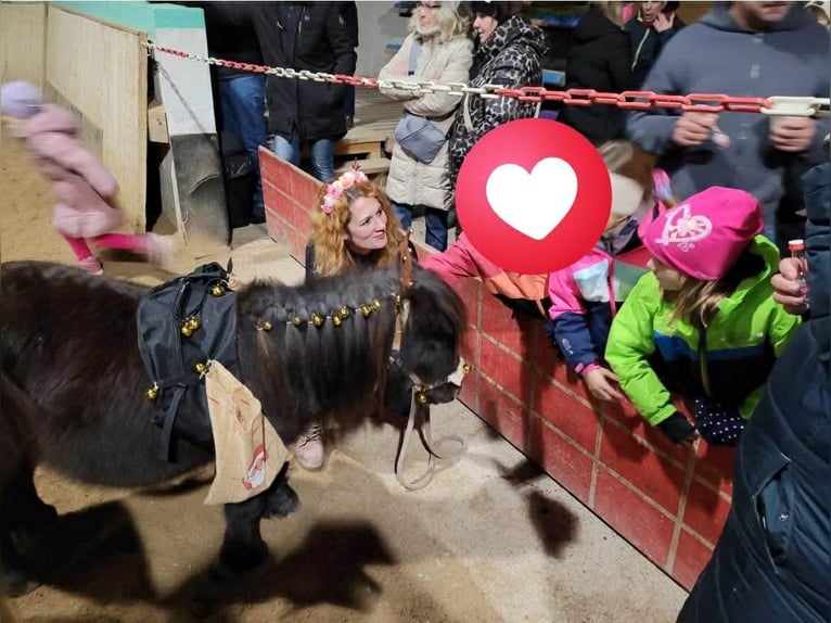 Shetland Ponies Stallion 5 years 7,3 hh Black in Frohnleiten