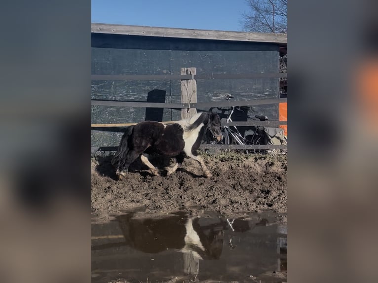 Shetland Ponies Stallion 5 years 8.3 hh Pinto in Renesse