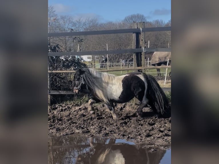 Shetland Ponies Stallion 5 years 8.3 hh Pinto in Renesse