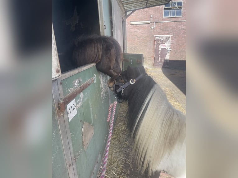 Shetland Ponies Stallion 5 years 8.3 hh Pinto in Renesse