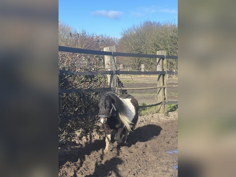 Shetland Ponies Stallion 5 years 8.3 hh Pinto in Renesse
