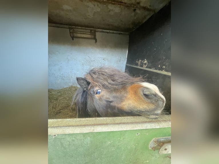 Shetland Ponies Stallion 5 years 8.3 hh Pinto in Renesse