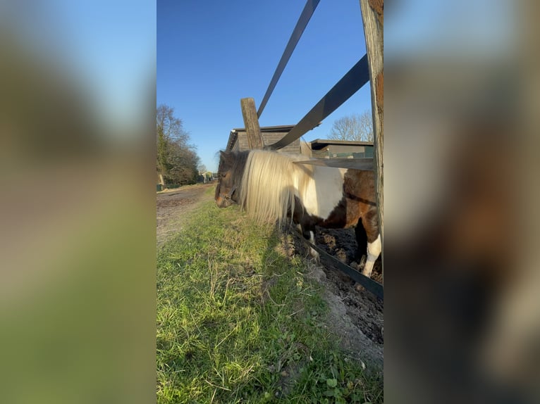 Shetland Ponies Stallion 5 years 8.3 hh Pinto in Renesse