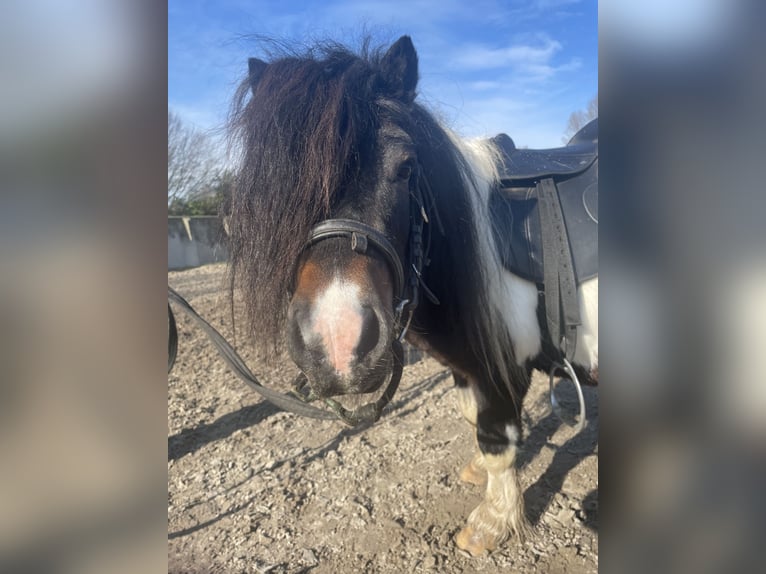 Shetland Ponies Stallion 5 years 8.3 hh Pinto in Renesse