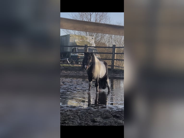 Shetland Ponies Stallion 5 years 8.3 hh Pinto in Renesse