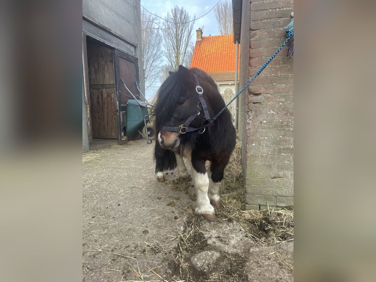 Shetland Ponies Stallion 5 years 8.3 hh Pinto in Renesse