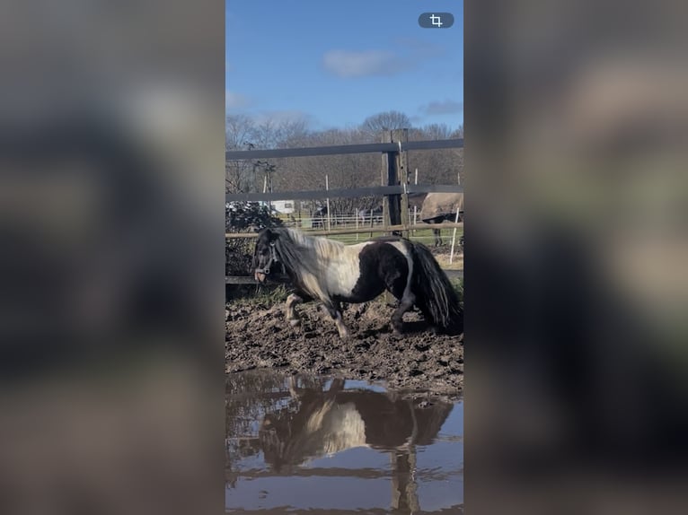 Shetland Ponies Stallion 5 years 8.3 hh Pinto in Renesse