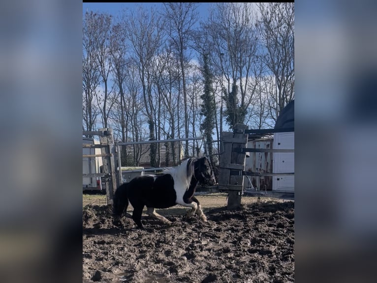 Shetland Ponies Stallion 5 years 8.3 hh Pinto in Renesse