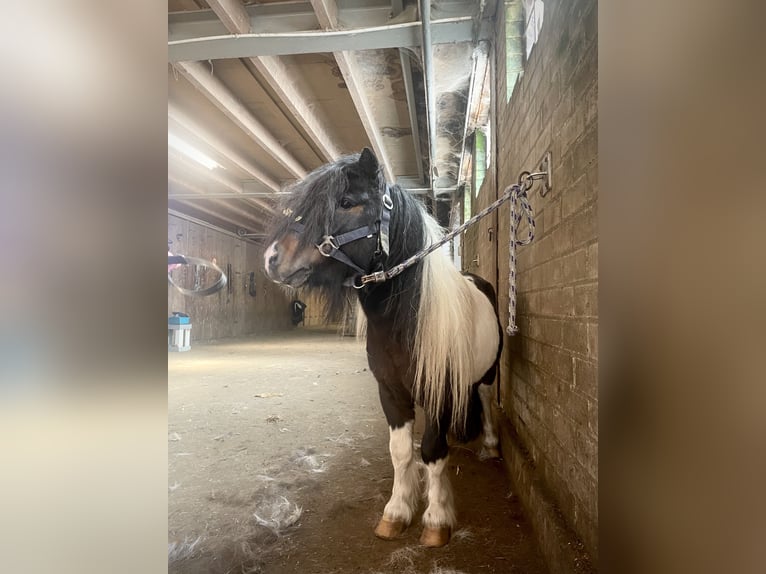 Shetland Ponies Stallion 5 years 8.3 hh Pinto in Renesse