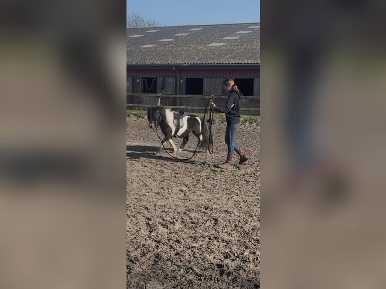 Shetland Ponies Stallion 5 years 8.3 hh Pinto in Renesse