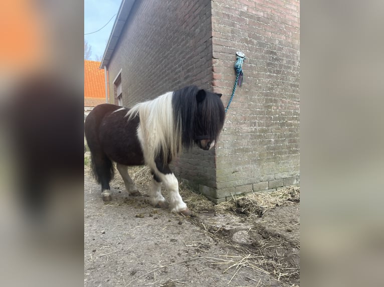 Shetland Ponies Stallion 5 years 8.3 hh Pinto in Renesse
