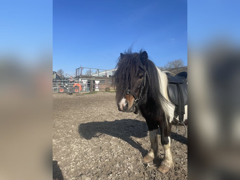 Shetland Ponies Stallion 5 years 8.3 hh Pinto in Renesse