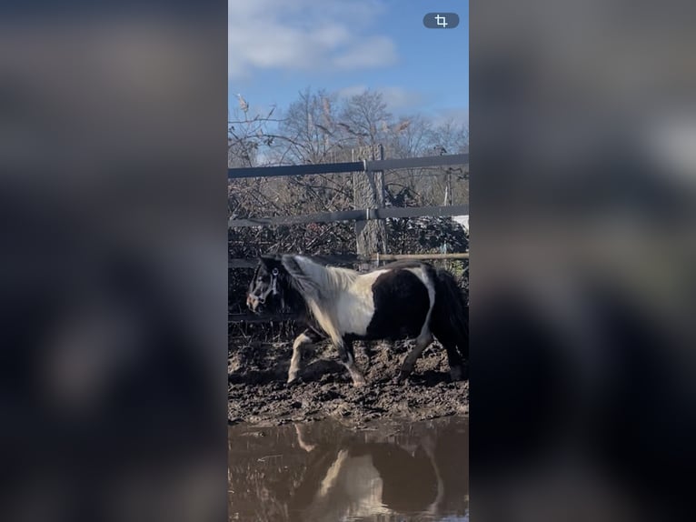 Shetland Ponies Stallion 5 years 8,3 hh Pinto in Renesse