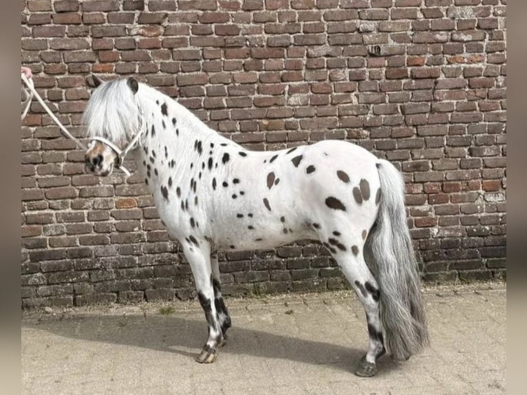 Shetland Ponies Stallion 5 years 9 hh Leopard-Piebald in Schemmerhofen