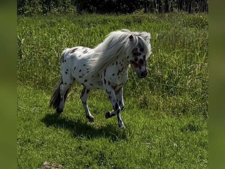 Shetland Ponies Stallion 5 years 9 hh Leopard-Piebald in Schemmerhofen