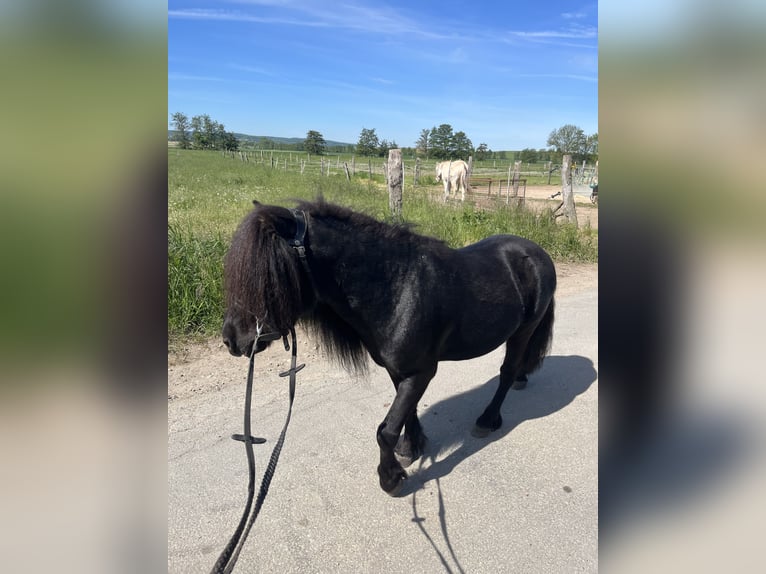 Shetland Ponies Stallion 5 years 9,2 hh Black in K&#xF6;nigslutter am Elm
