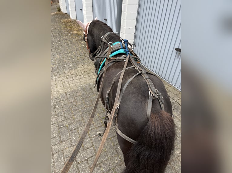 Shetland Ponies Stallion 5 years 9,2 hh Black in K&#xF6;nigslutter am Elm