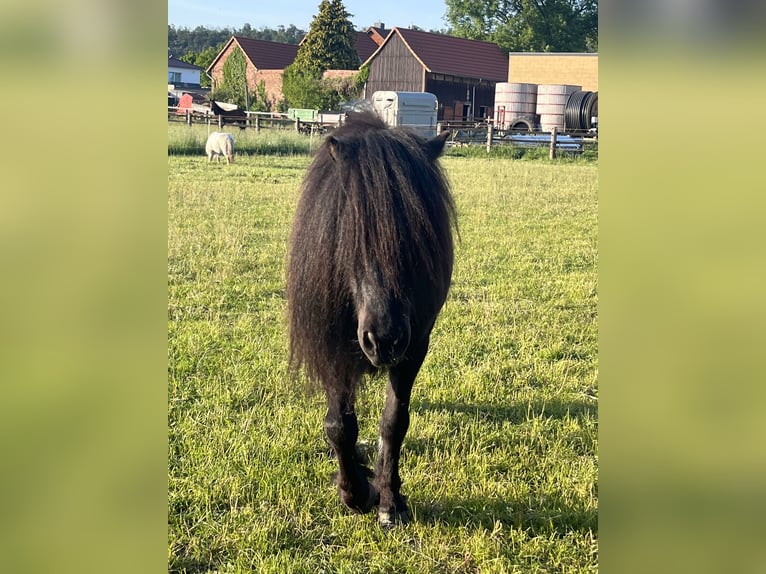 Shetland Ponies Stallion 5 years 9,2 hh Black in K&#xF6;nigslutter am Elm