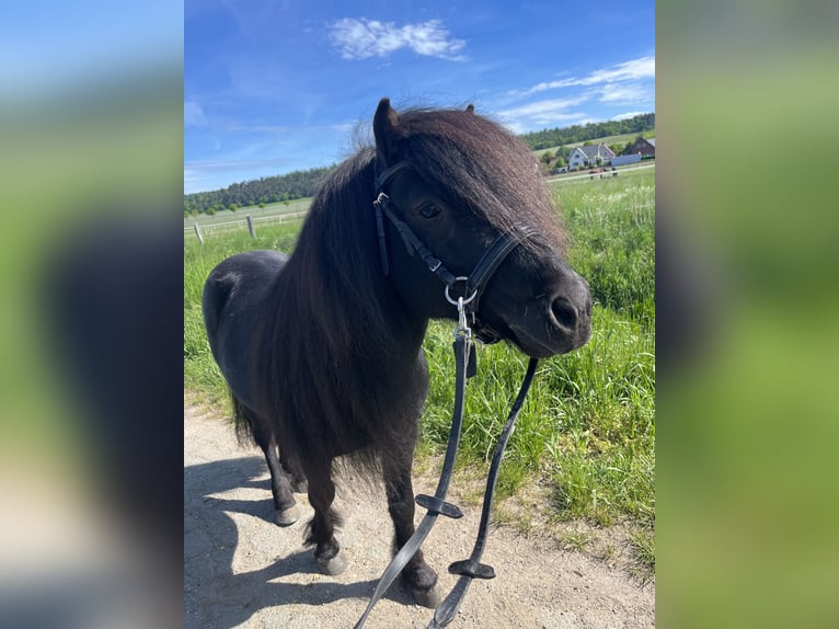 Shetland Ponies Stallion 5 years 9,2 hh Black in K&#xF6;nigslutter am Elm