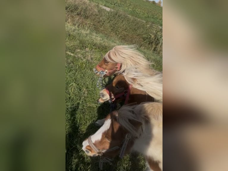 Shetland Ponies Stallion 5 years  in Geldersheim