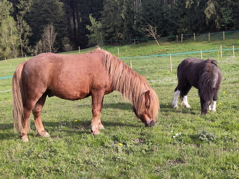 Shetland Ponies Stallion 6 years 10.1 hh Chestnut-Red in Schwarzenbach am Wald