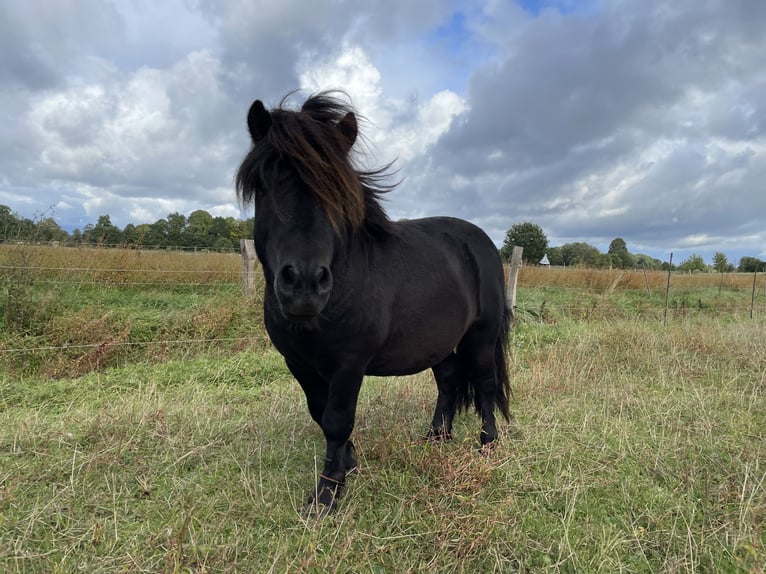 Shetland Ponies Stallion 6 years 10.2 hh Black in Emkendorf