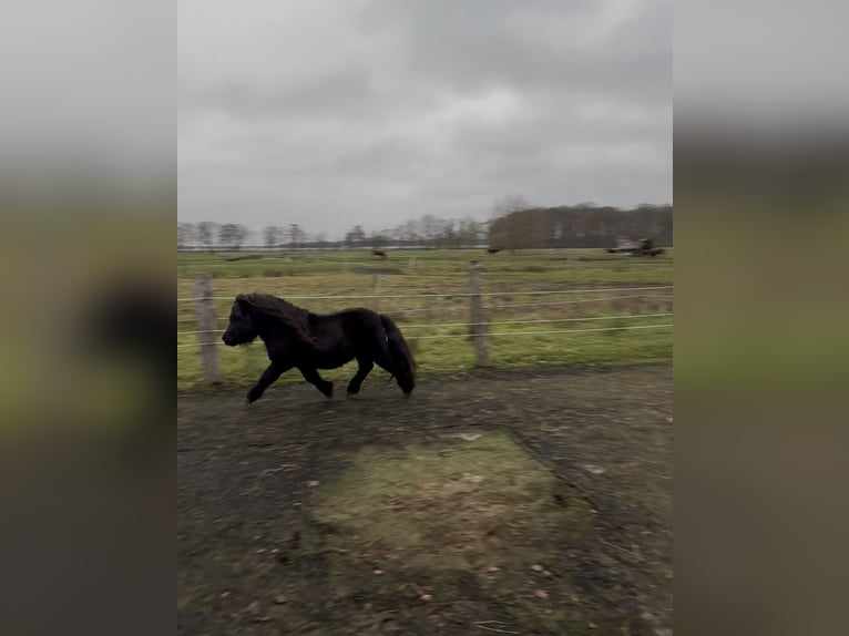Shetland Ponies Stallion 6 years 10.2 hh Black in Emkendorf
